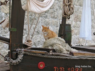 Cats in DUBROVNIK, Croatia
