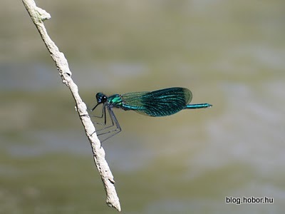 Dragonflies, KISOROSZI, Hungary