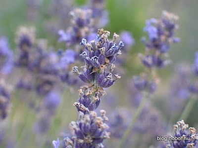 Lavender field at TIHANY, Hungary