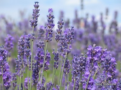 Lavender field at TIHANY, Hungary