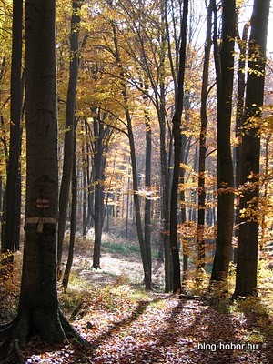 Boroszlán-trail, BAKONYBÉL, Hungary