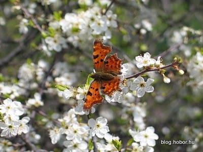 Butterfly, PÉCS, Hungary
