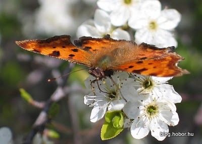 Butterfly, PÉCS, Hungary