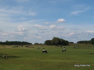 Buffalo Reserve, KÁPOLNAPUSZTA, Hungary