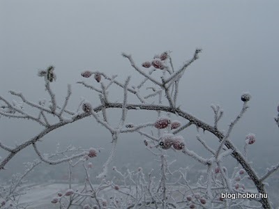 Winter, near MOGYOROD, Hungary