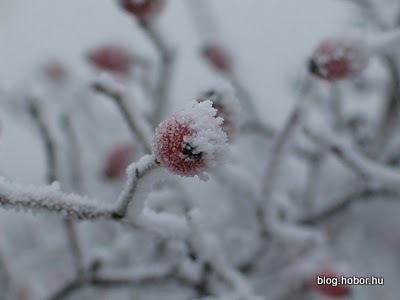Winter, near MOGYOROD, Hungary