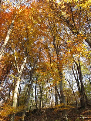 Autumn forest near POMÁZ, Hungary