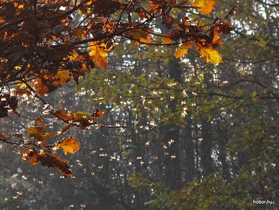 Autumn forest near POMÁZ, Hungary